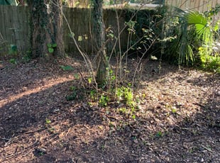 P.G. R.'s Leaf Removal service result