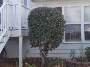 Laura C.'s Bush Trimming service result