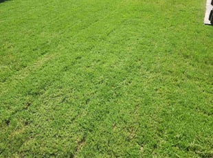 Brandi H.'s yard care service result