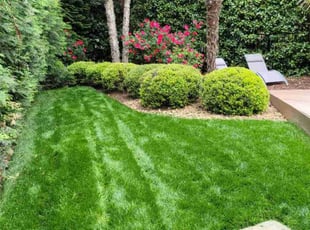 Judy H.'s turf care service result