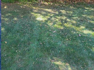 Cherylann C.'s lawn maintenance service result