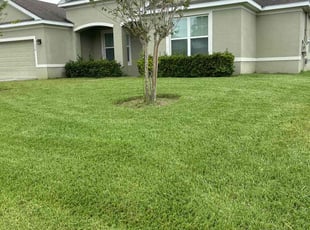 Anthony C.'s turf care service result