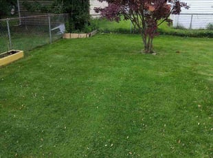 Stephen B.'s turf care service result