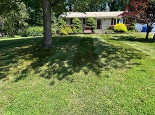 Ravneet C.'s turf maintenance service result