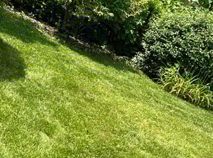 Greg G.'s turf care service result