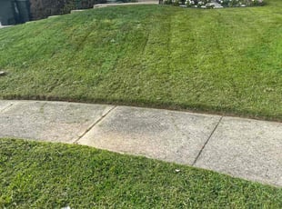 Sylvia R.'s turf care service result