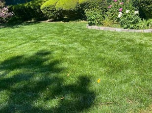 Gregory L.'s grass cutting service result