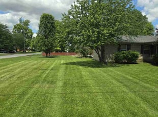Susana A.'s lawn care service result