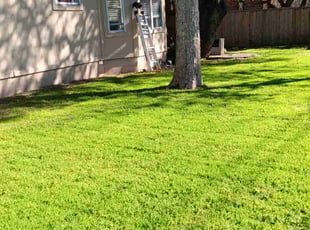 Dee W.'s turf care service result