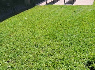 Barry S.'s grass cutting service result