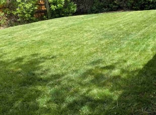 Bejel Q.'s lawn care service result