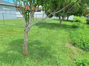 Benjamin T.'s lawn service service result
