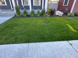 Kevin R.'s grass maintenance service result