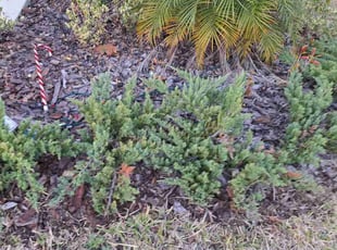 Diane R.'s Weeding service result