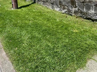 Alexander B.'s grass maintenance service result