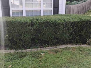 Sara J.'s Bush Trimming service result