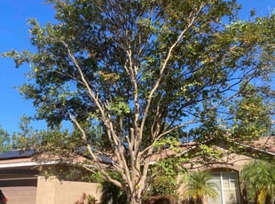 William C.'s Tree Trimming service result