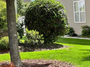 Leslie G.'s Bush Trimming service result