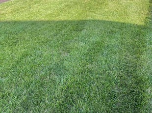 Jason P.'s turf maintenance service result