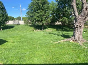 Brando B.'s turf care service result