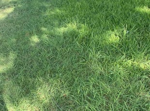 Vivian M.'s lawn care service result