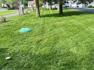 Kimberly C.'s grass cutting service result
