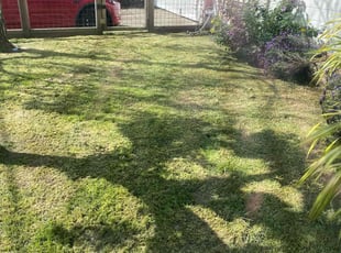 Rene G.'s turf maintenance service result
