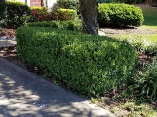 Penelope B.'s Bush Trimming service result