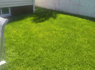 Tricia B.'s lawn maintenance service result