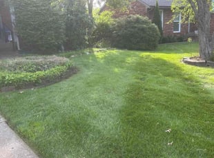 Kathi W.'s Leaf Removal service result