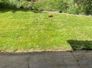 Tamara W.'s turf care service result
