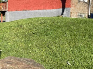 Cassandra H.'s grass maintenance service result