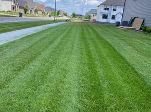 Alex L.'s turf maintenance service result