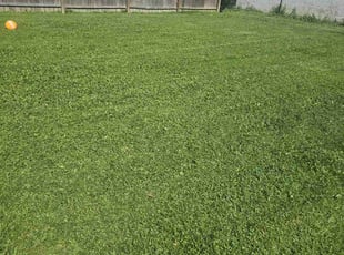 Sandy W.'s lawn maintenance service result