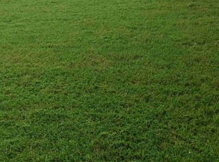Genesis M.'s turf care service result