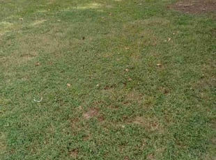 Casey T.'s lawn maintenance service result