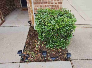 Angela L.'s Bush Trimming service result