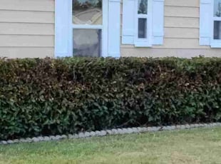 Shannon R.'s grass cutting service result