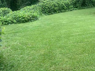 Anthony R.'s turf maintenance service result