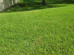 Peter M.'s turf maintenance service result