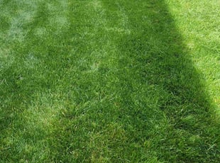 Ronald W.'s lawn service service result