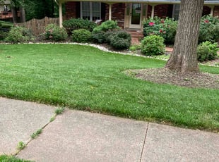 Byron B.'s lawn care service result