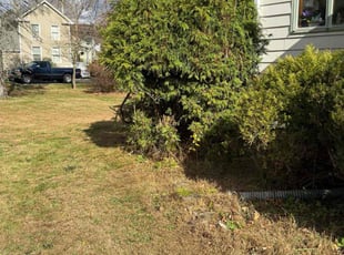 Kat C.'s Bush Trimming service result