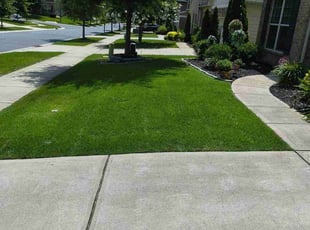 Matthew B.'s grass maintenance service result