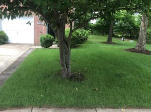 Keishe M.'s turf care service result