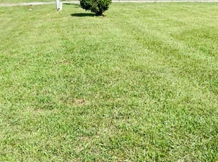 Rick B.'s lawn maintenance service result