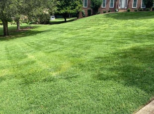 Rita A.'s turf care service result