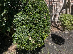 Cody W.'s Bush Trimming service result