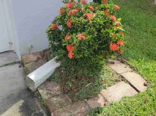 Michael E.'s Bush Trimming service result