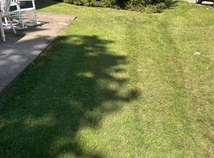 Carol S.'s grass maintenance service result
